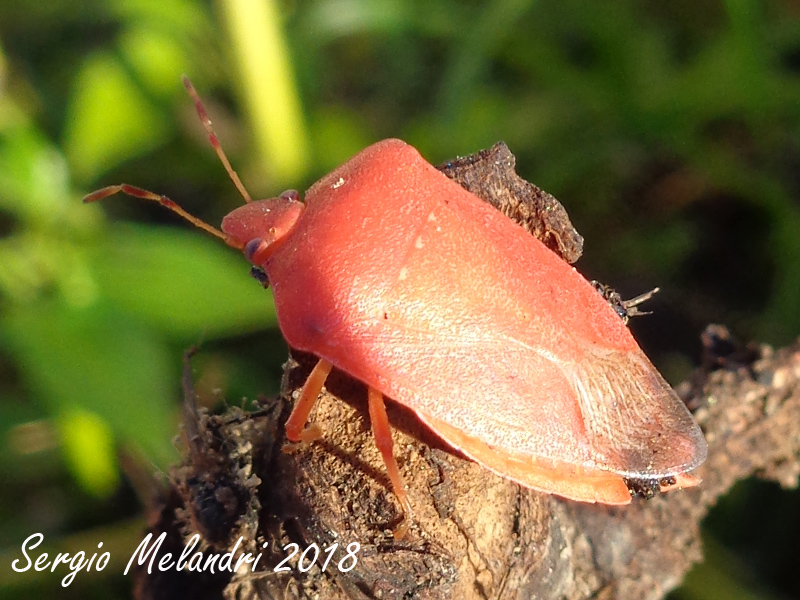 Nezara viridula  variante rossa:   Nezara viridula 